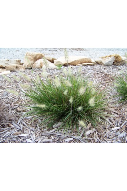 Пеннисетум карликовый Литтл Банни